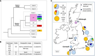 Multiple introductions and human-aided dispersal of the UK’s most widespread non-native amphibian